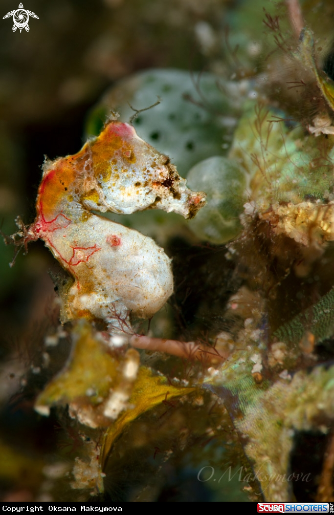 Pontoh's pygmy seahorse (Hippocampus pontohi)