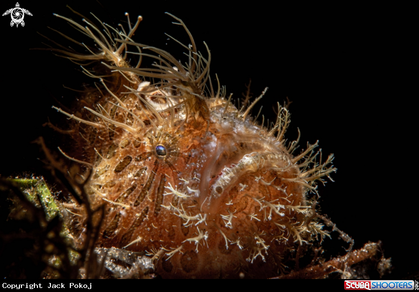 A Hairy frogfish