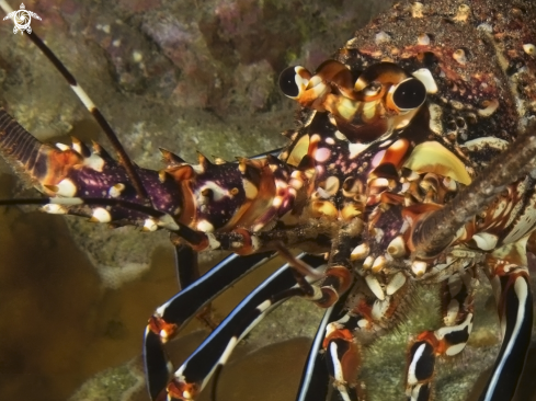 A Panulirus pascuensis | Lobster of Rapa Nui