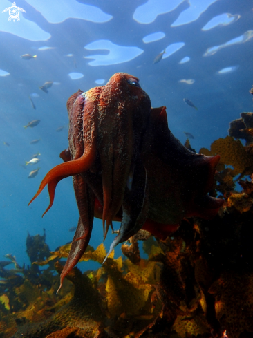 A sepia apama | Australian giant cuttlefish