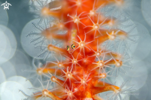 Tiny goby (size 2-3mm) on the coral       