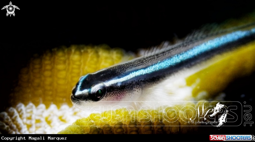 Caribbean Goby with  Retra snoot 