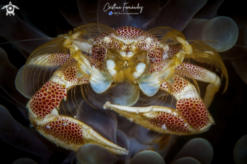 A Neopetrolisthes maculatus - Porcelain crab | Porcelain crab