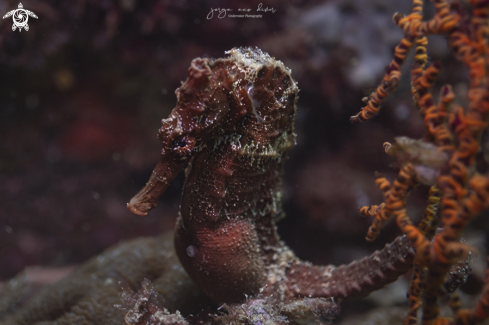 A Hippocampus reidi | Longsnout seahorse