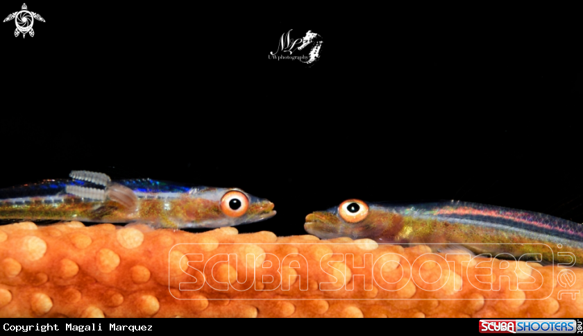 Coral goby with parasite 