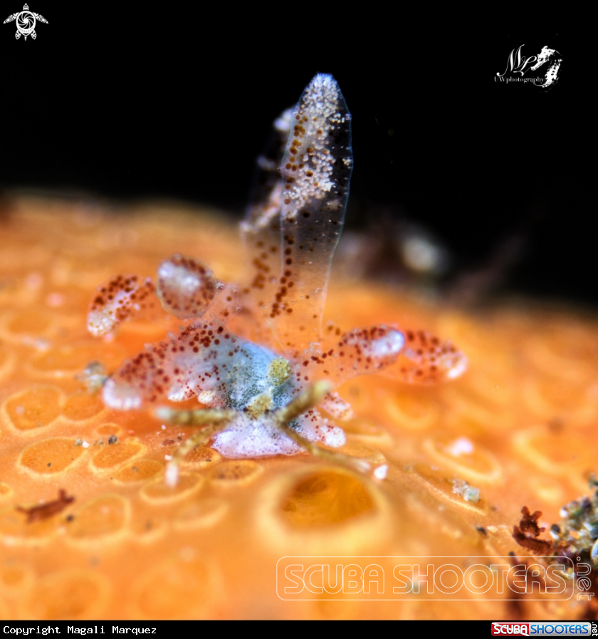 Sohgenia palauensis sea slug 