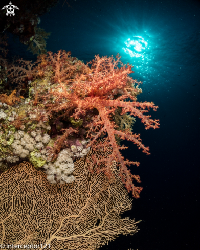 Magic Soft Coral of the Red Sea (Dendronephtia)