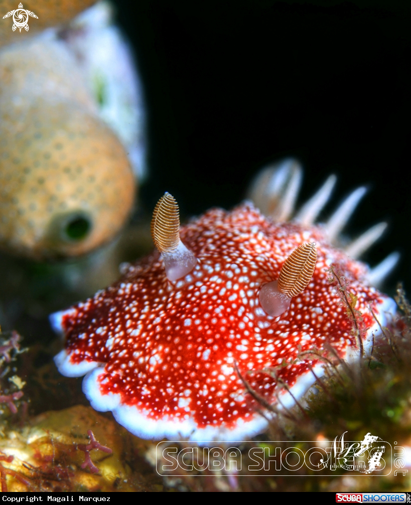 Red and white nudibranch 