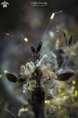 A Caprellidae | Skeleton shrimp