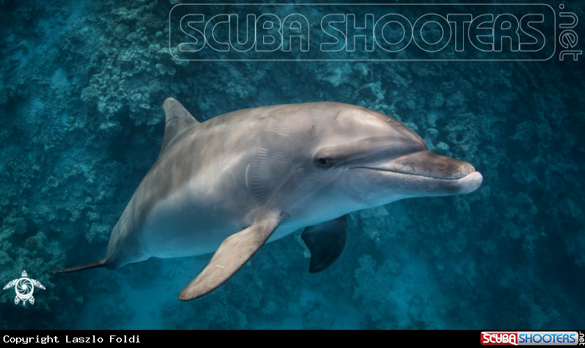 A Dolphin