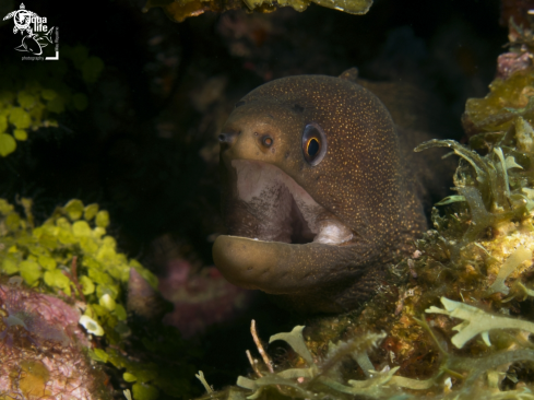 A Goldentail Moray