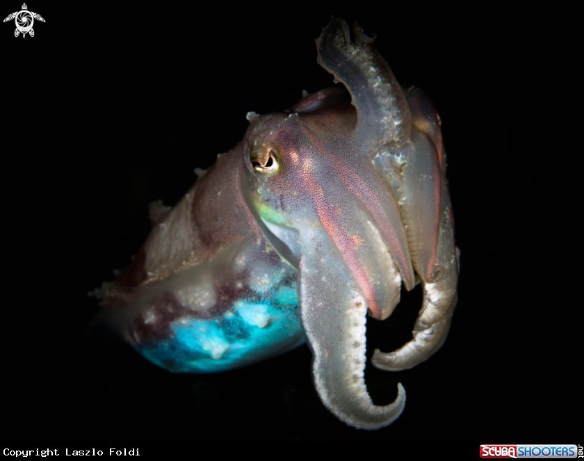 A Cuttlefish 