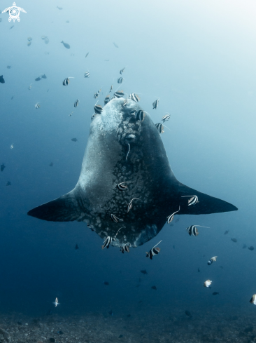 A Mobula alfredi | Bump-Head Sunfish 