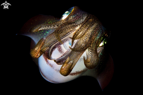 A Reef Squid