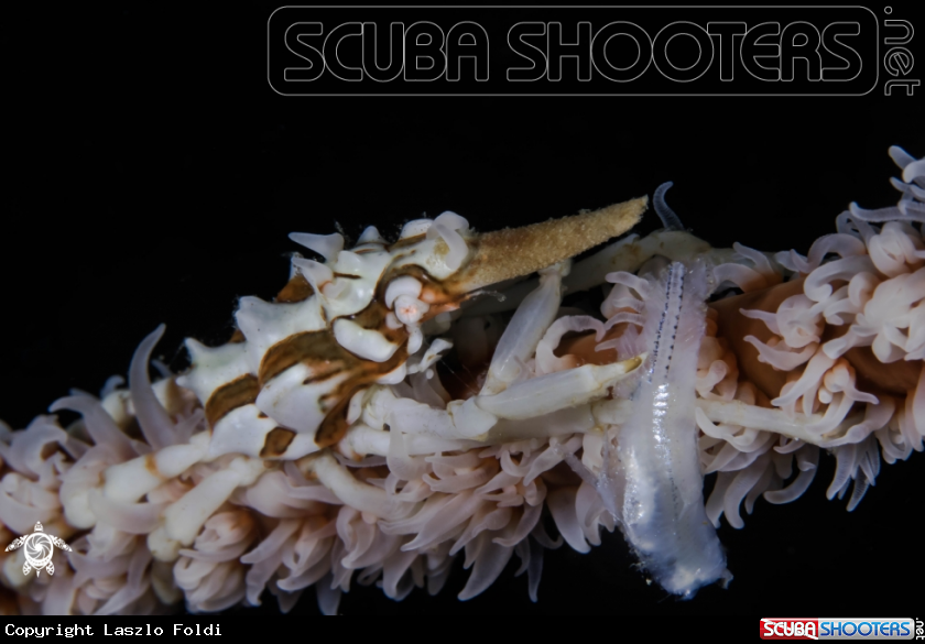 A Wire coral crab