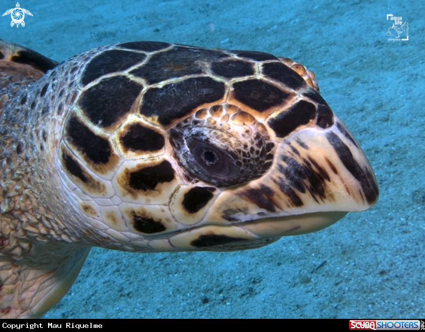 A Hawsbill Turtle
