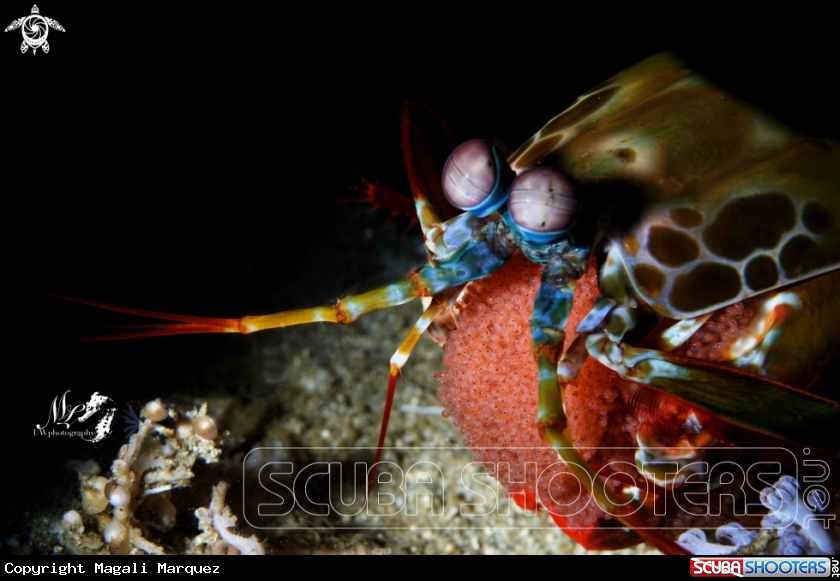 Peacock Mantis Shrimp carrying Eggs 