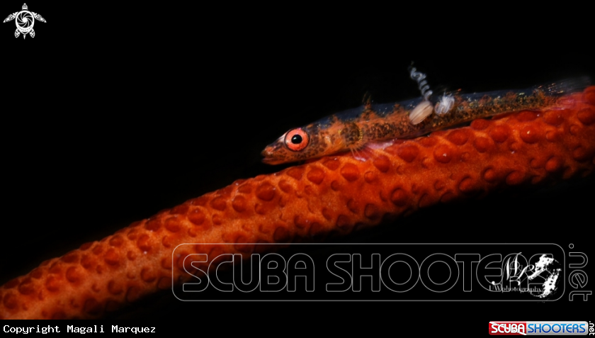 Whip coral Goby with parasite 
