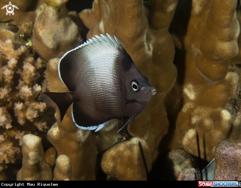 A Easter Island Butterflyfish
