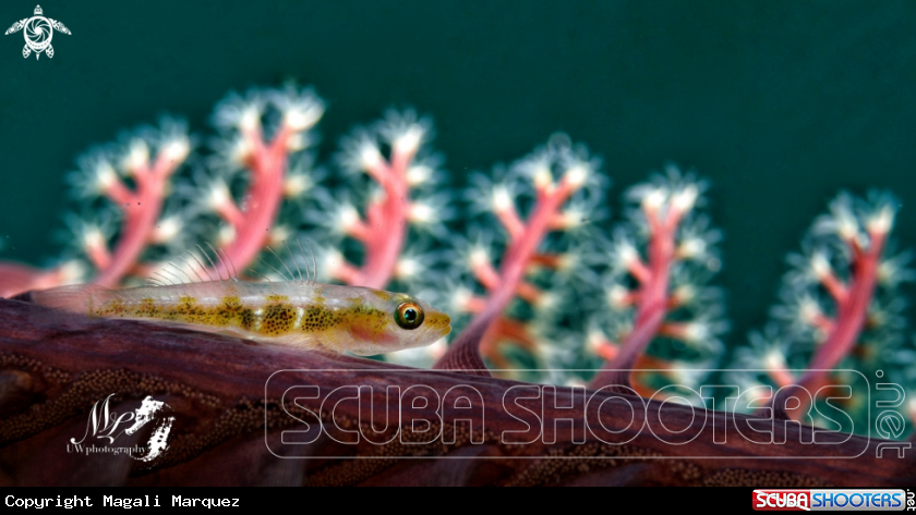 Goby 