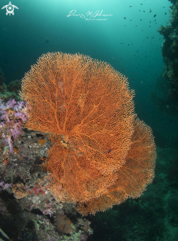 A gorgonian | coral