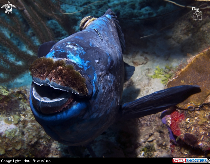 A Midnight Parrotfish