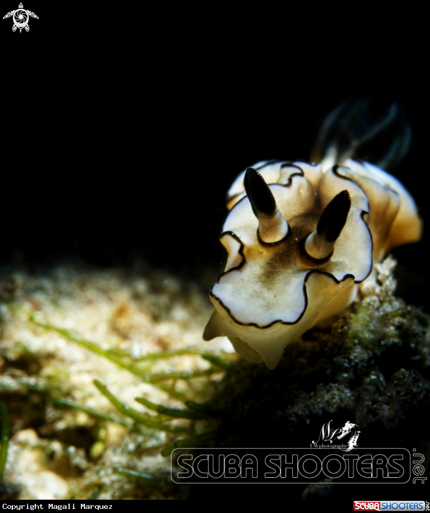 Nudibranch with Retra snoot 