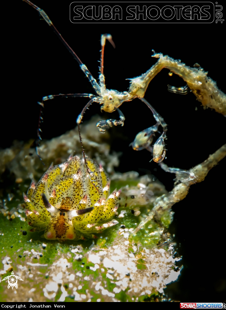 A Shawn the Sheep Nudi and Skeleton Shrimp