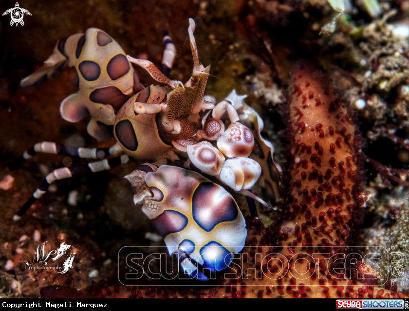 Harlequin Shrimp feeding starfish