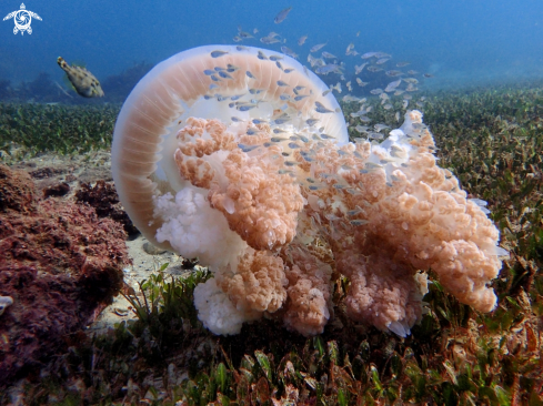 A Versuriga anadyomeme | Giant Ocean jellyfish