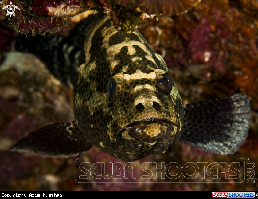 A Snout-spots Grouper 