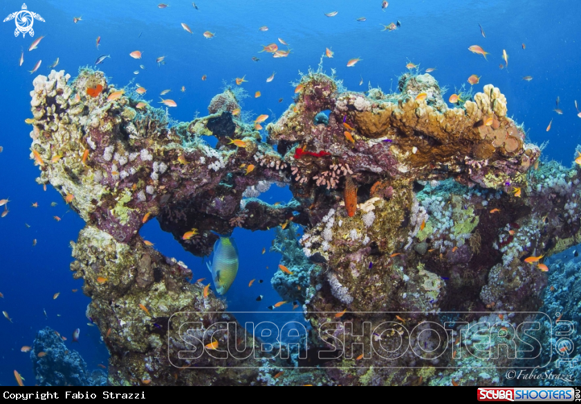 Sharm reef