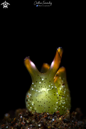 A Elysia marginata | Nudibranch