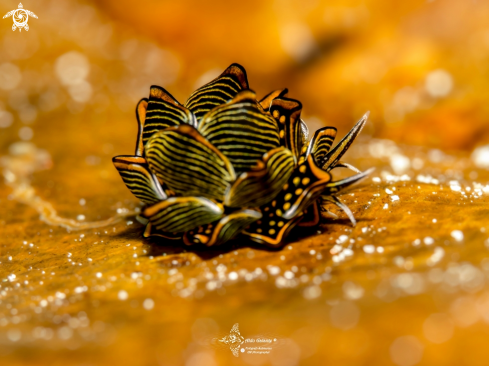 A Tiger Butterfly Seaslug