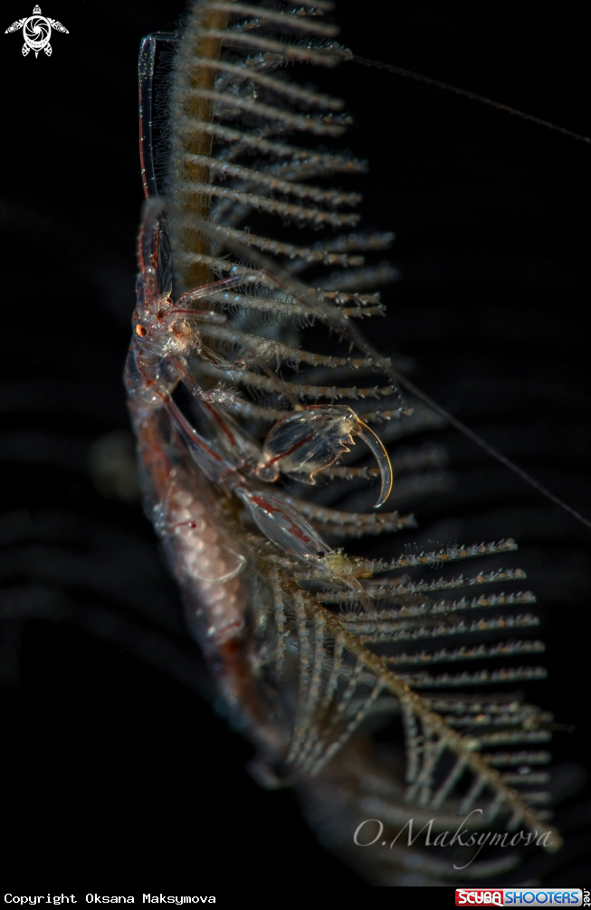 A  Red-Strip Skeleton shrimp (Protella similis) with eggs