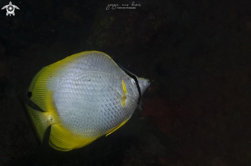 A Spotted Butterflyfish