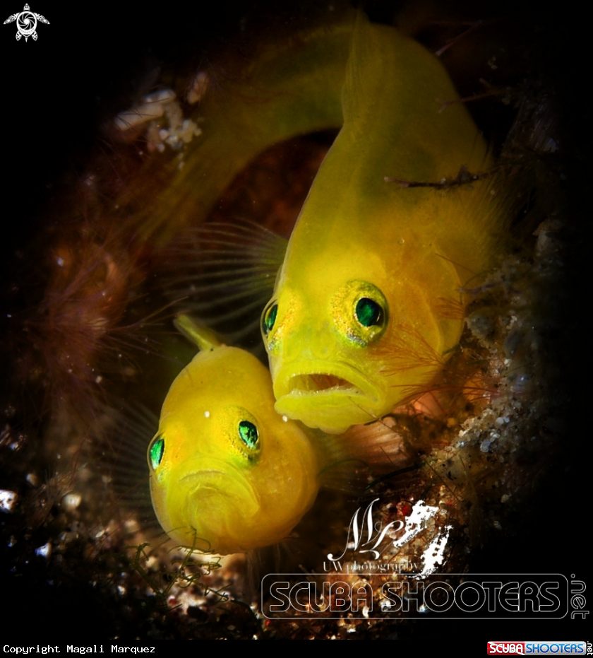 Couples yellow pygmy Goby 