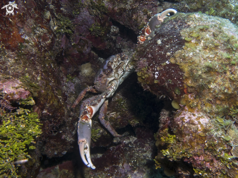 A Channel Clinging Crab
