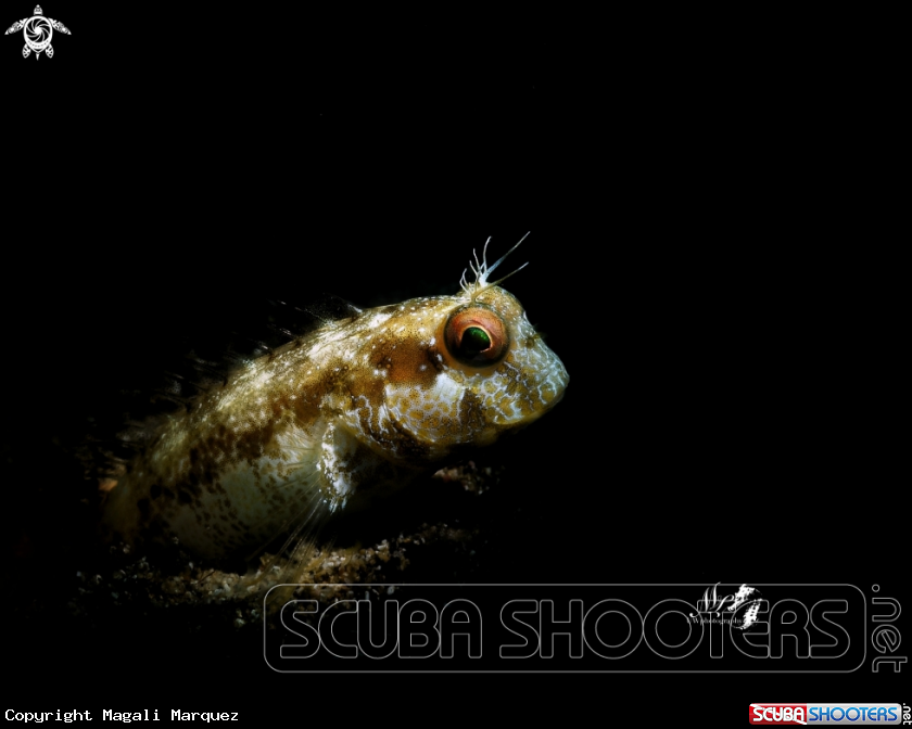 Blenny with Retra snoot 