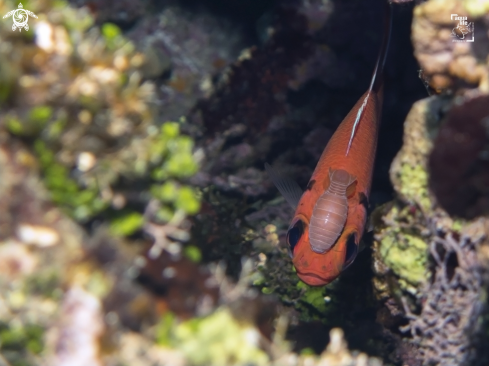 A Myripristis jacobus and Renocila spp. | Blackbar Soldierfish and Cymothoid Isopod