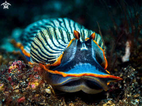 A Armina semperi   | Nudibranch