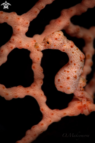 A Denise's pygmy seahorse (Hippocampus denise) 