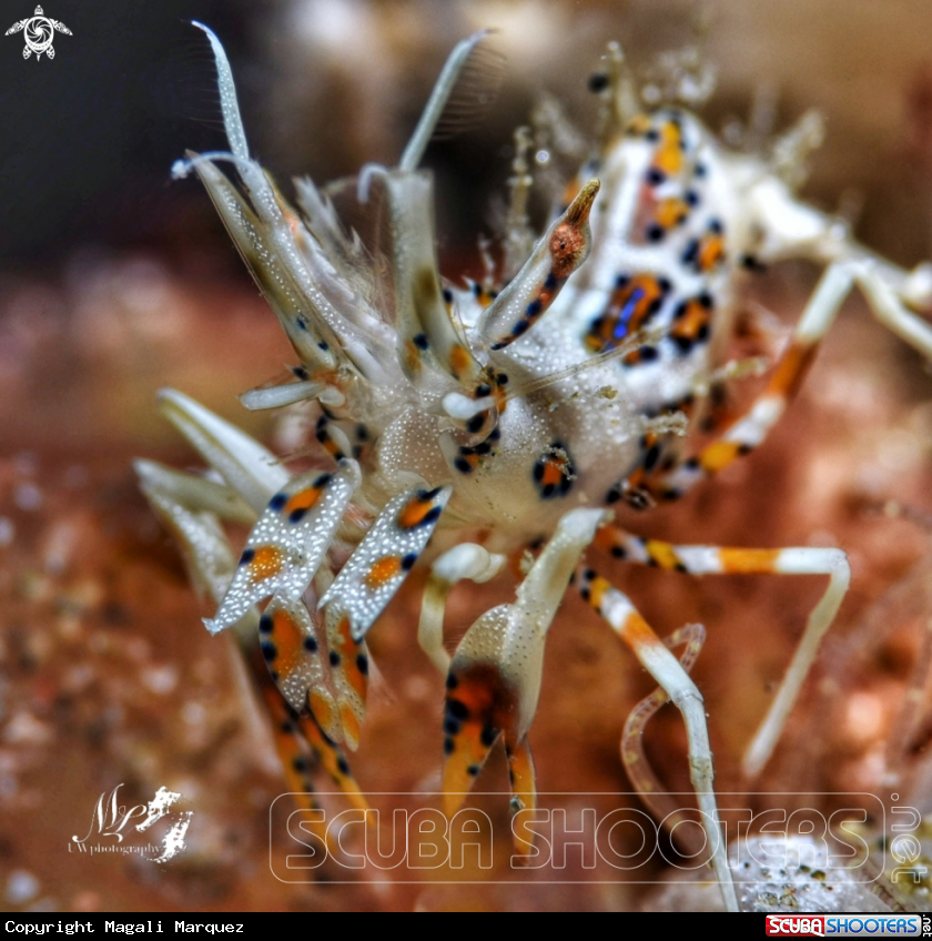 Portrait spiny tiger Shrimp 