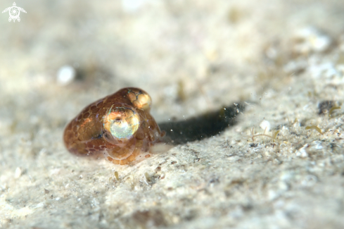 A Sepietta oweniana | Bobtail squid