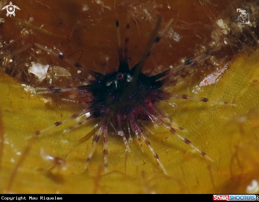 A Early Juvenile Long Spine Sea Urchin
