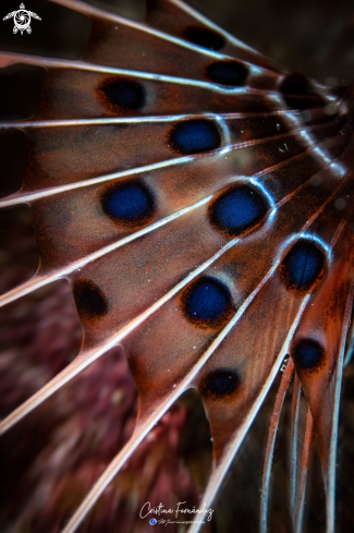 A Pterois antennata | Lion fish