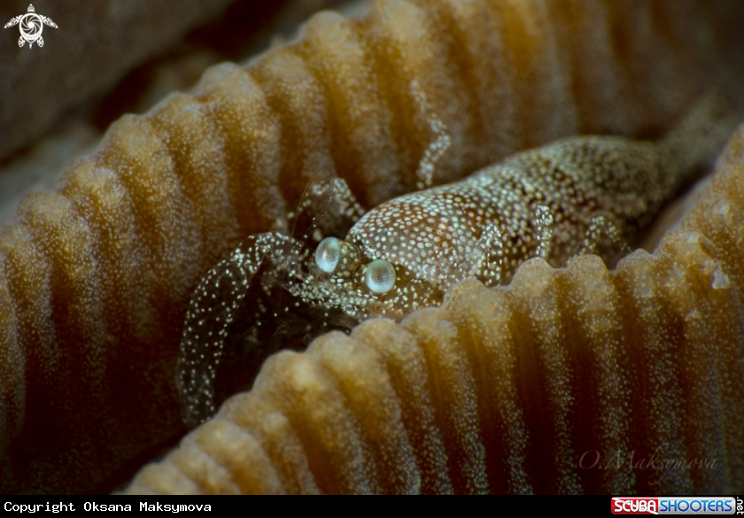 Scorpion shrimp (Metapontonia scorpio symbiotic with coral Goniastrea)