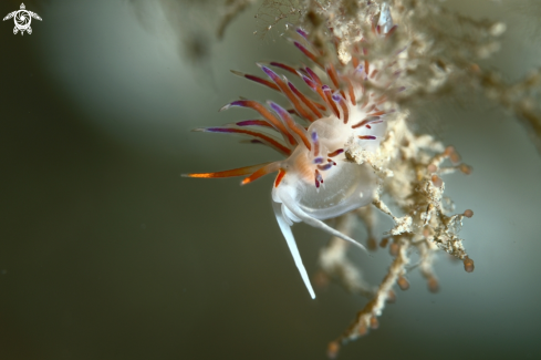 A Cratena peregrina | Cratena peregrina nudibranch