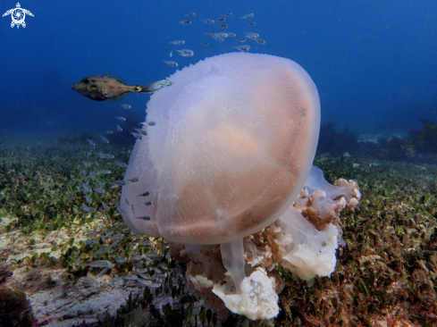 A Versuriga anadyomeme | Giant ocean jellyfish