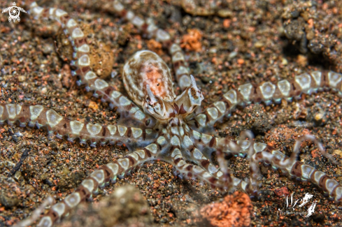 A Mimic octopus 
